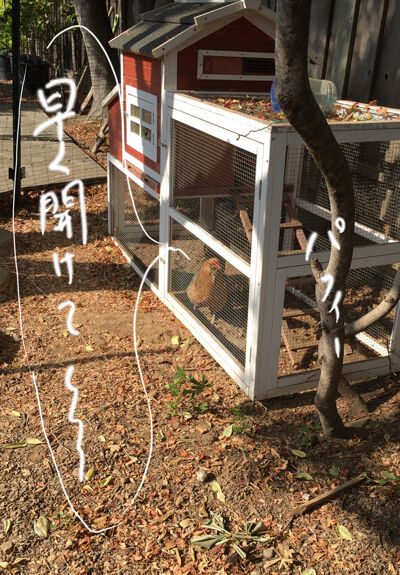 2021-08-12-chicken1