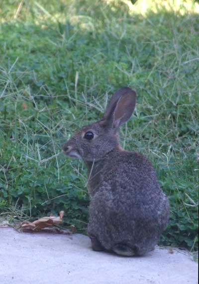 2014-10-06-rabbit3