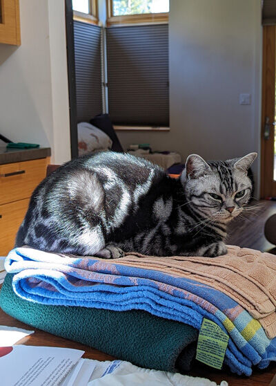 2024-06-11-cat2