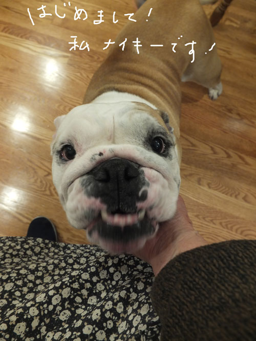 2018-12-25-dog2