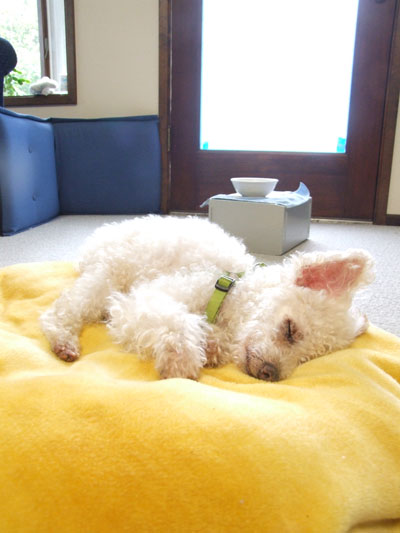 2016-03-08-chibi2