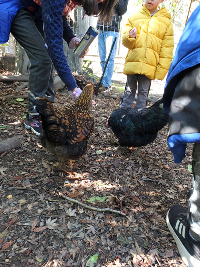 2019-12-29-hen2
