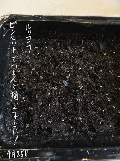 2020-04-27-seed3