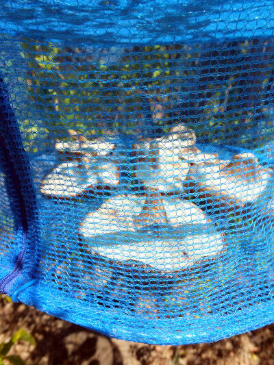 2025-06-22-shiitake4