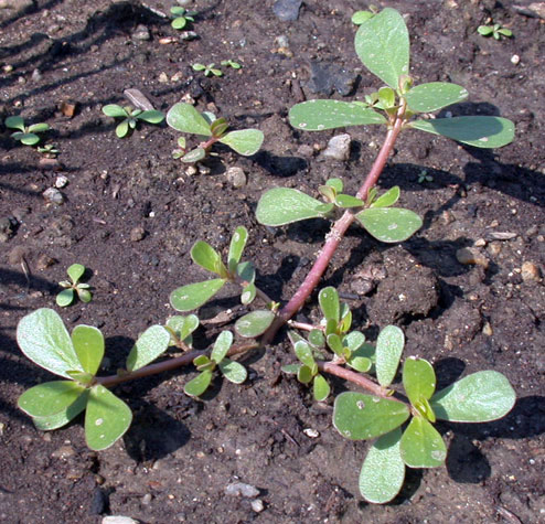 2017-08-15-purslane1