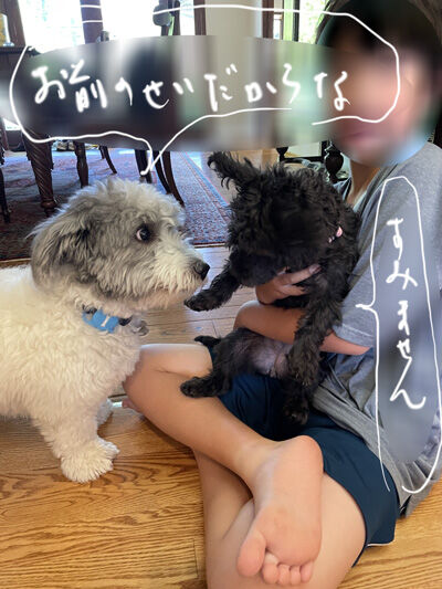 2024-07-12-dogs6