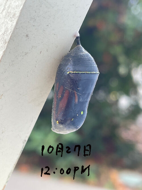 2025-10-27-monark2