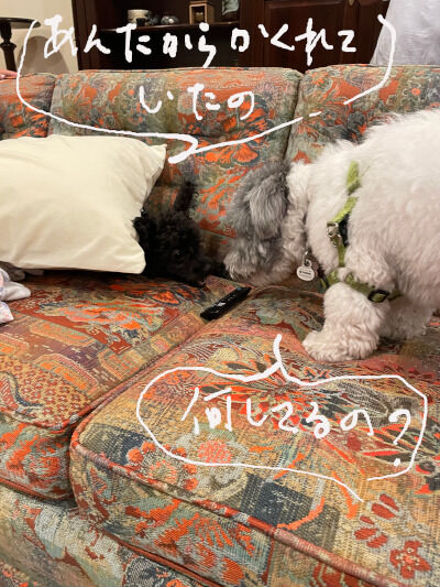 2025-01-16-kikicharlie1