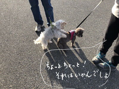 2022-05-22-dog5