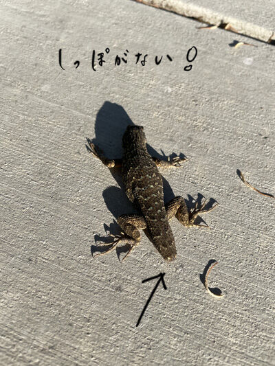 2022-06-09-lizard2