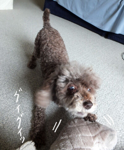 2021-07-27-judy1