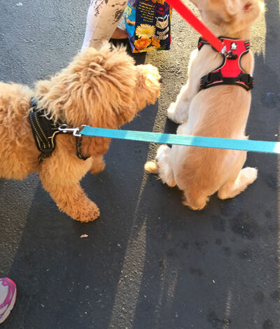 2021-06-02-dog2