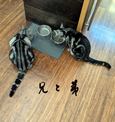 2025-06-11-cats