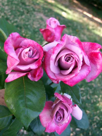 2015-04-25-roses2