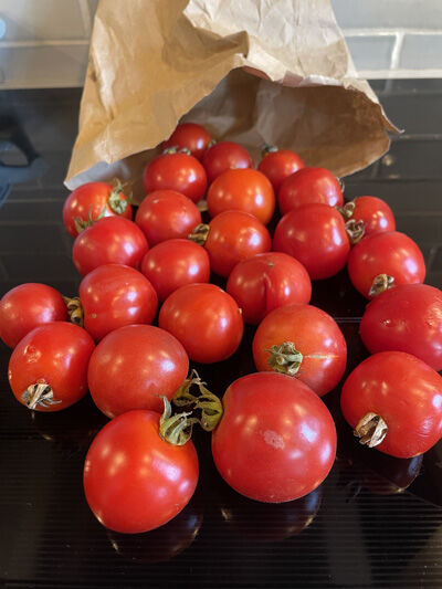 2023-09-23-tomato1