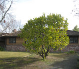 2010_01_12_orangetree7