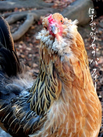 2020-12-23-chick1