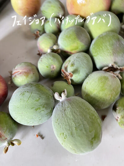 2022-10-16-guava1