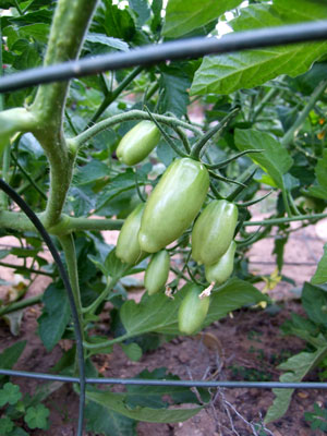 2013-06-15-tomatoes