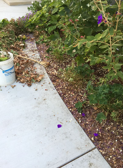 2018-11-01-anemonejaponica3