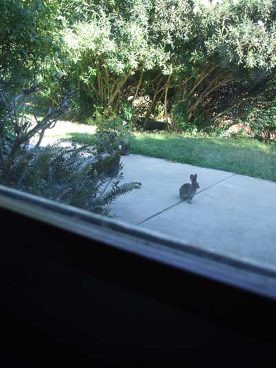 2014-10-06-rabbit1