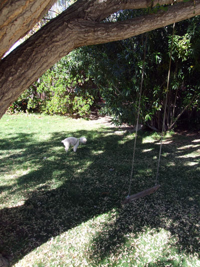 2015-04-13-tree3