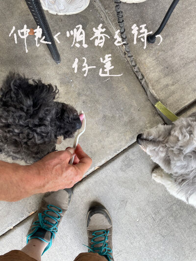2025-08-19-oreocharlie1