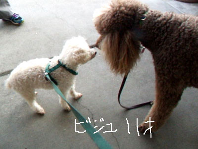 2014-03-05-biju_chibi