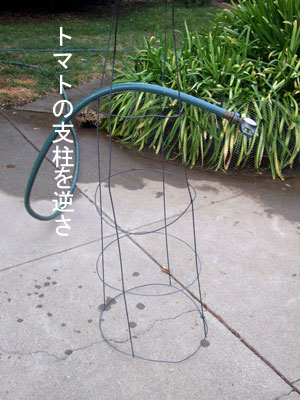 2013-10-06-tomatopole1