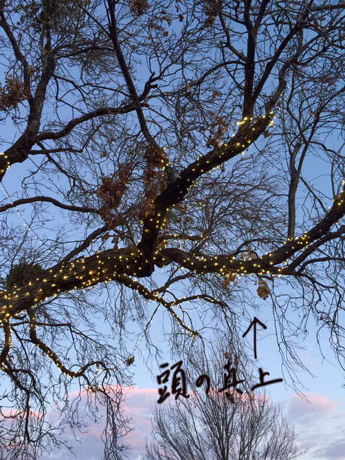 2020-12-29-tree2