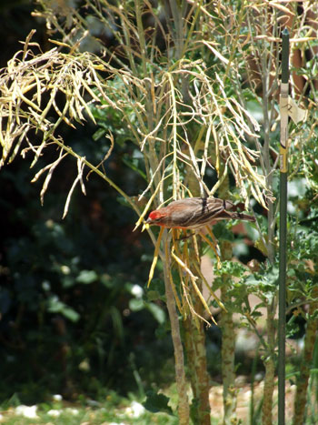 2013-06-26-bird