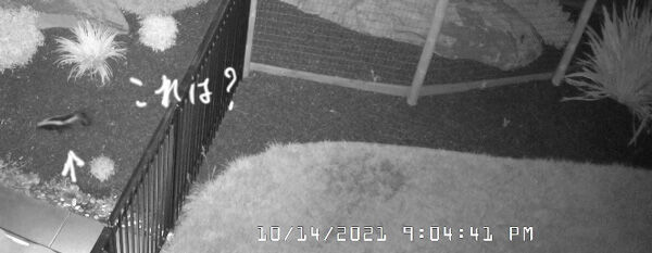 2021-10-19-rabbit10