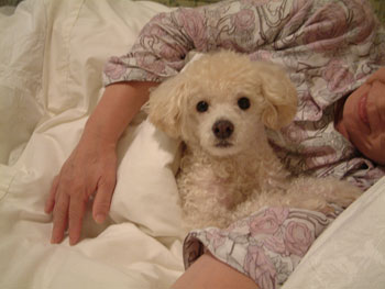 2006_09_04_chibiinbed1