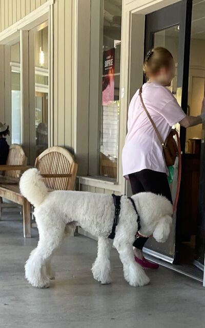 2024-07-17-poodle2