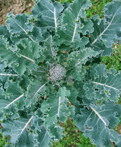 2014-02-05-crosspolinated