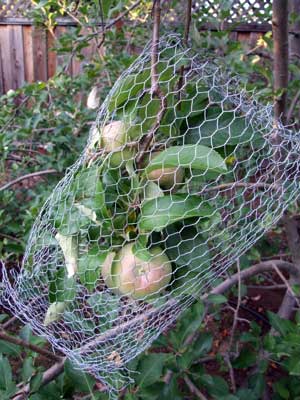 2015-08-07-applecage1