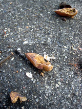2010_01_21_acorns