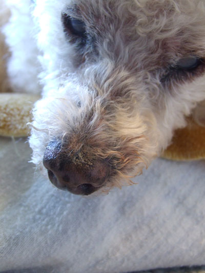 2015-11-12-chibiwash3