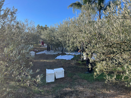2025-11-01-olivefarm9