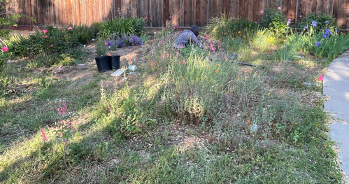 2025-05-02-meadowscape10