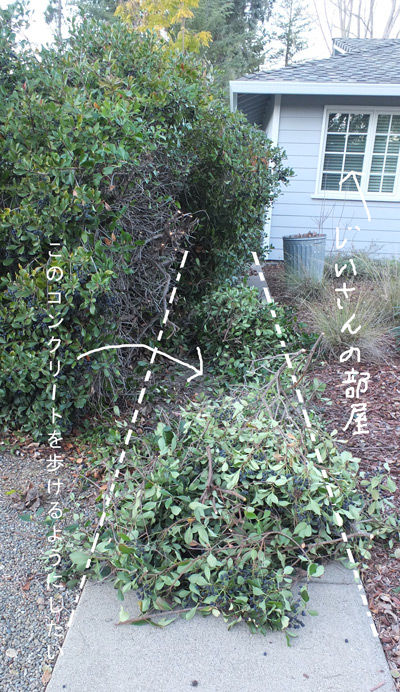 2019-01-26-bush2