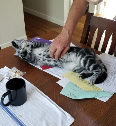 2024-06-11-cat3