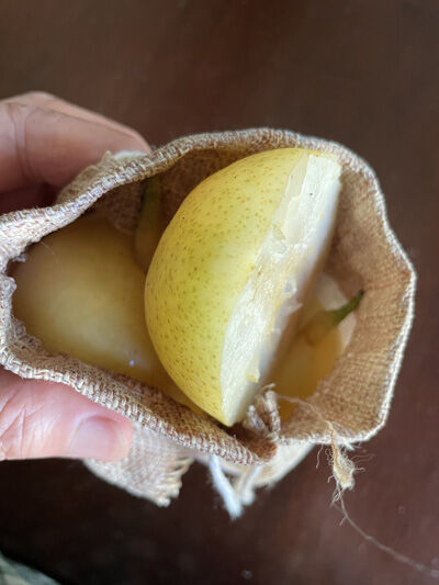 2023-09-28-pear3