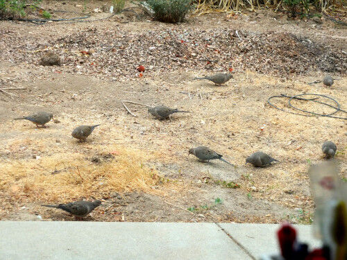 2024-11-01-californianative2