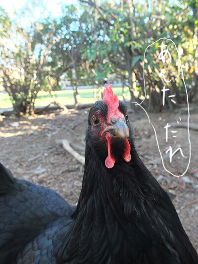2021-03-02-hen1