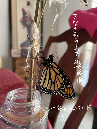 2022-01-25-monarch10