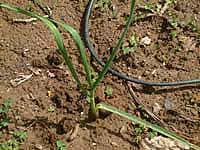 greenonion