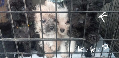 2023-12-20 Possible Kiki (right) with siblings_Original
