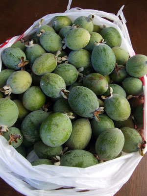 2013-10-01-pinappleguava