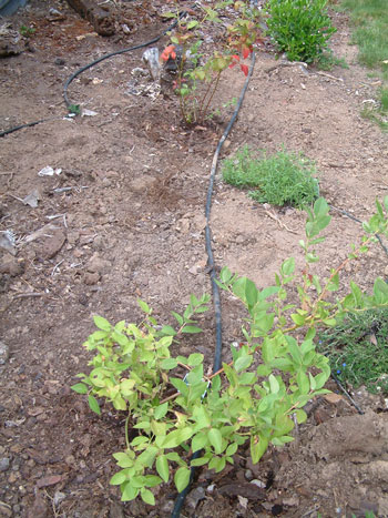 2016-05-17-blueberry2008